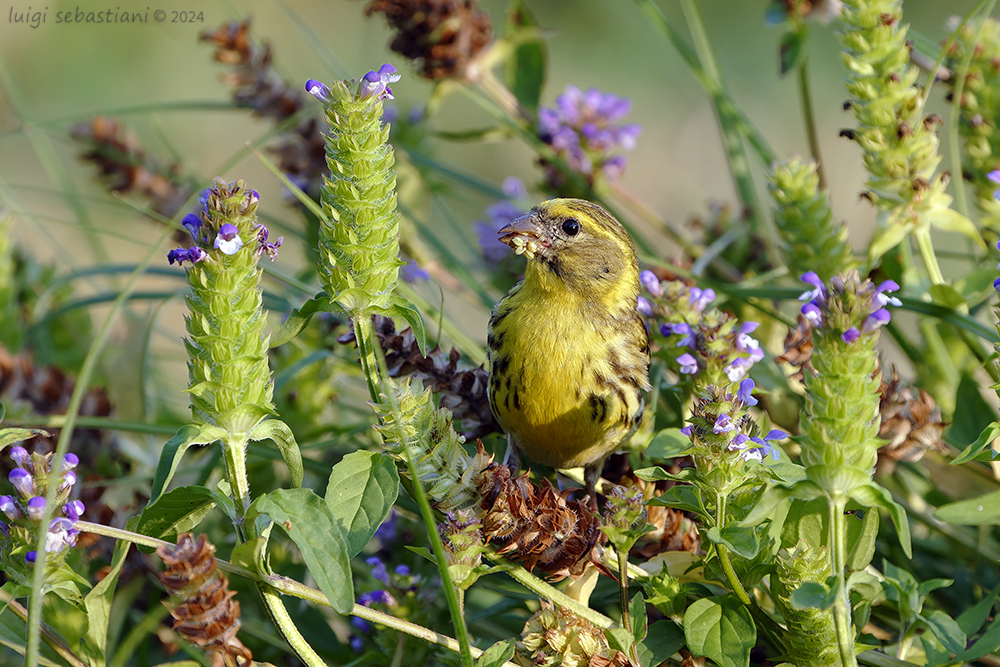 Serin (european)