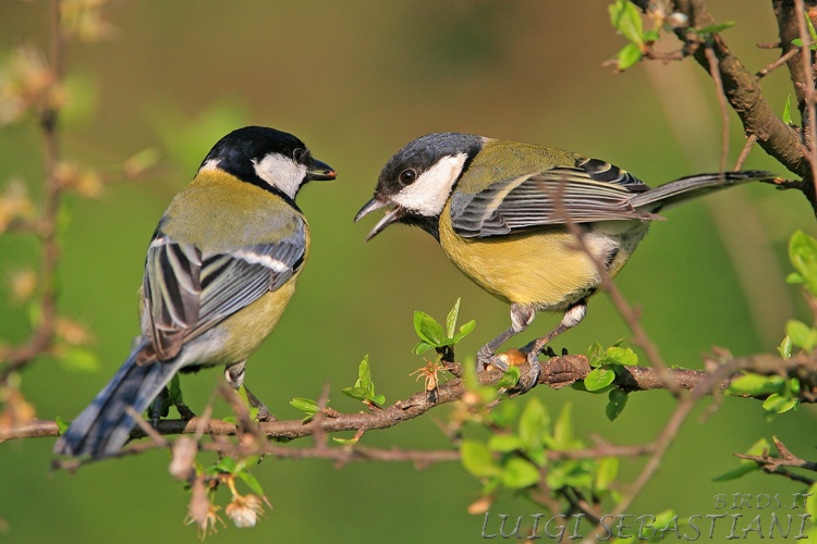 Mésange charbonnière