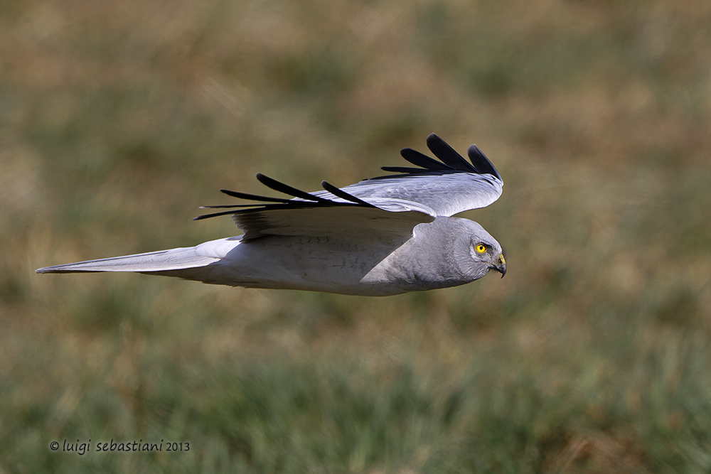 Harrier, hen