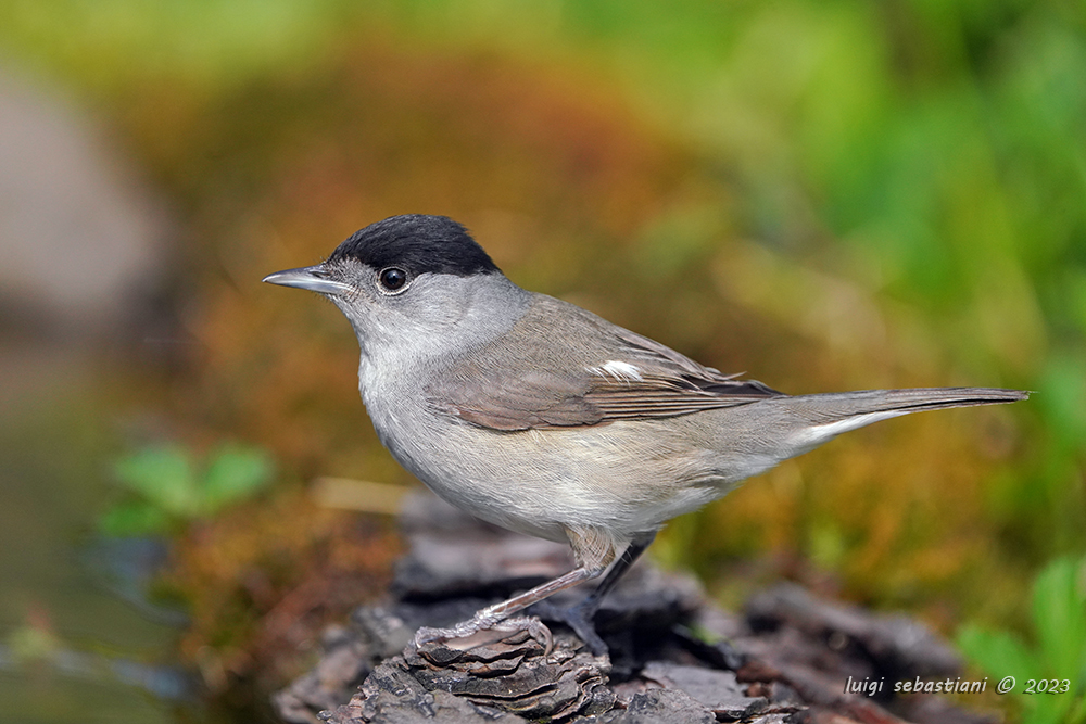 Blackcap