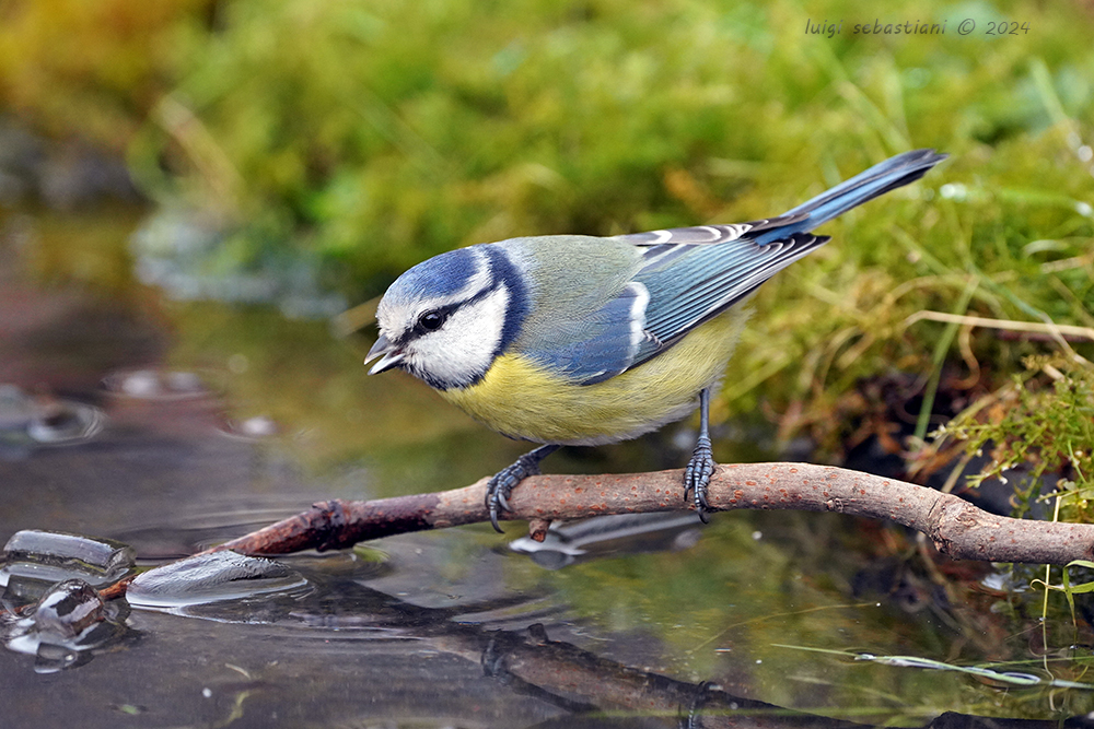 Tit, blue