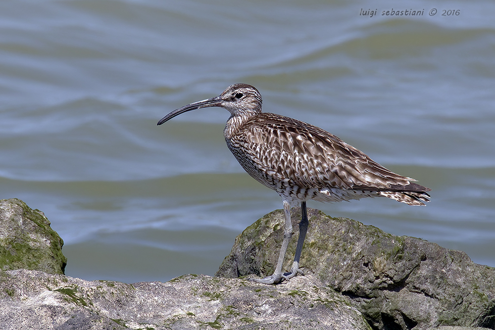 Whimbrel
