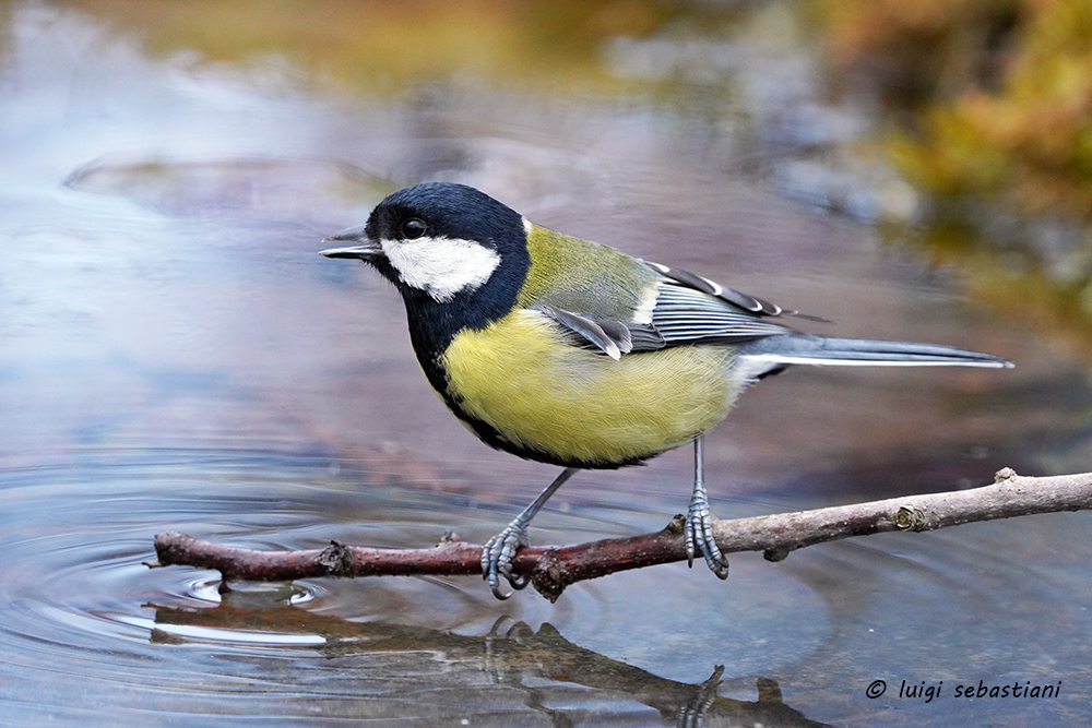 Mésange charbonnière