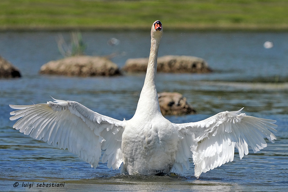 Cygne tuberculé