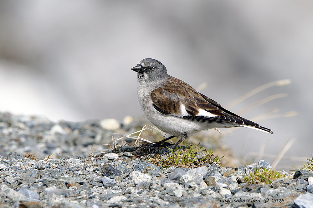 Niverolle alpine