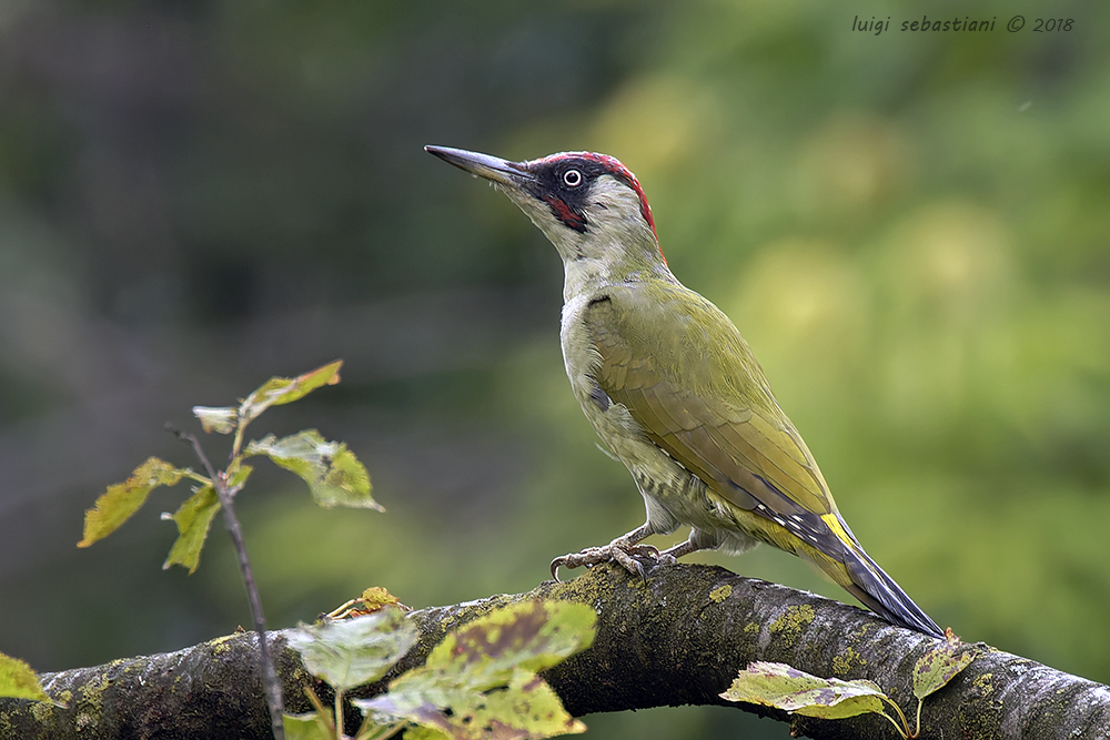 Woodpecker, green
