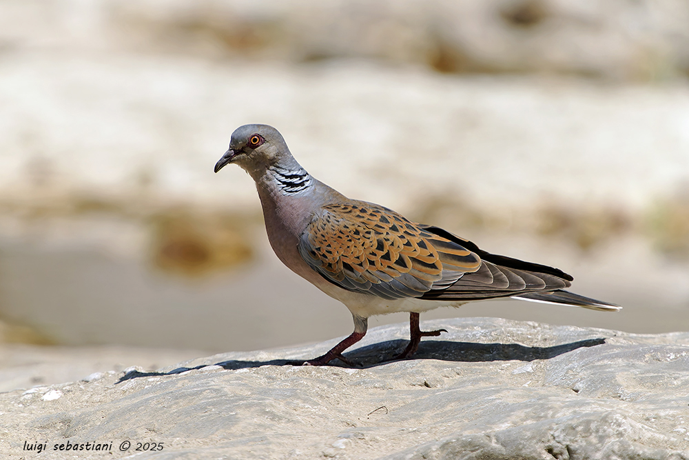 Dove, turtle