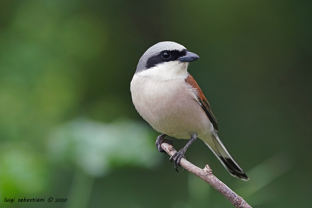 Shrike, red-backed