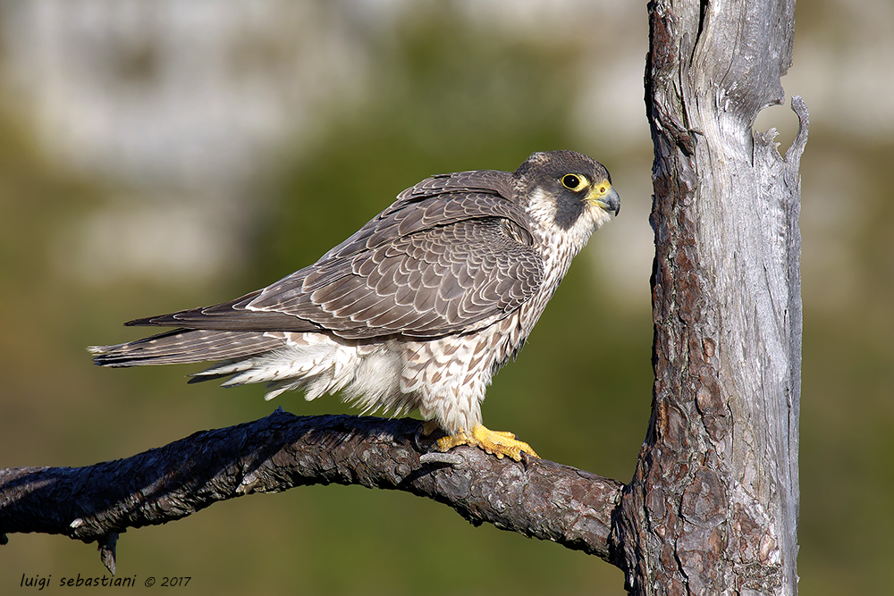 Peregrine