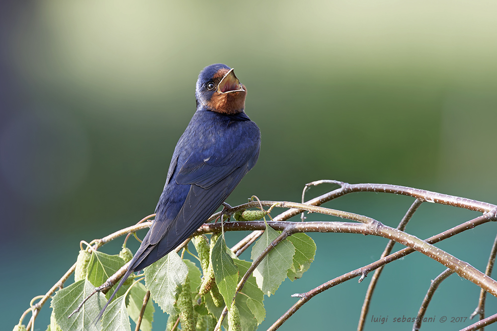 Hirondelle rustique