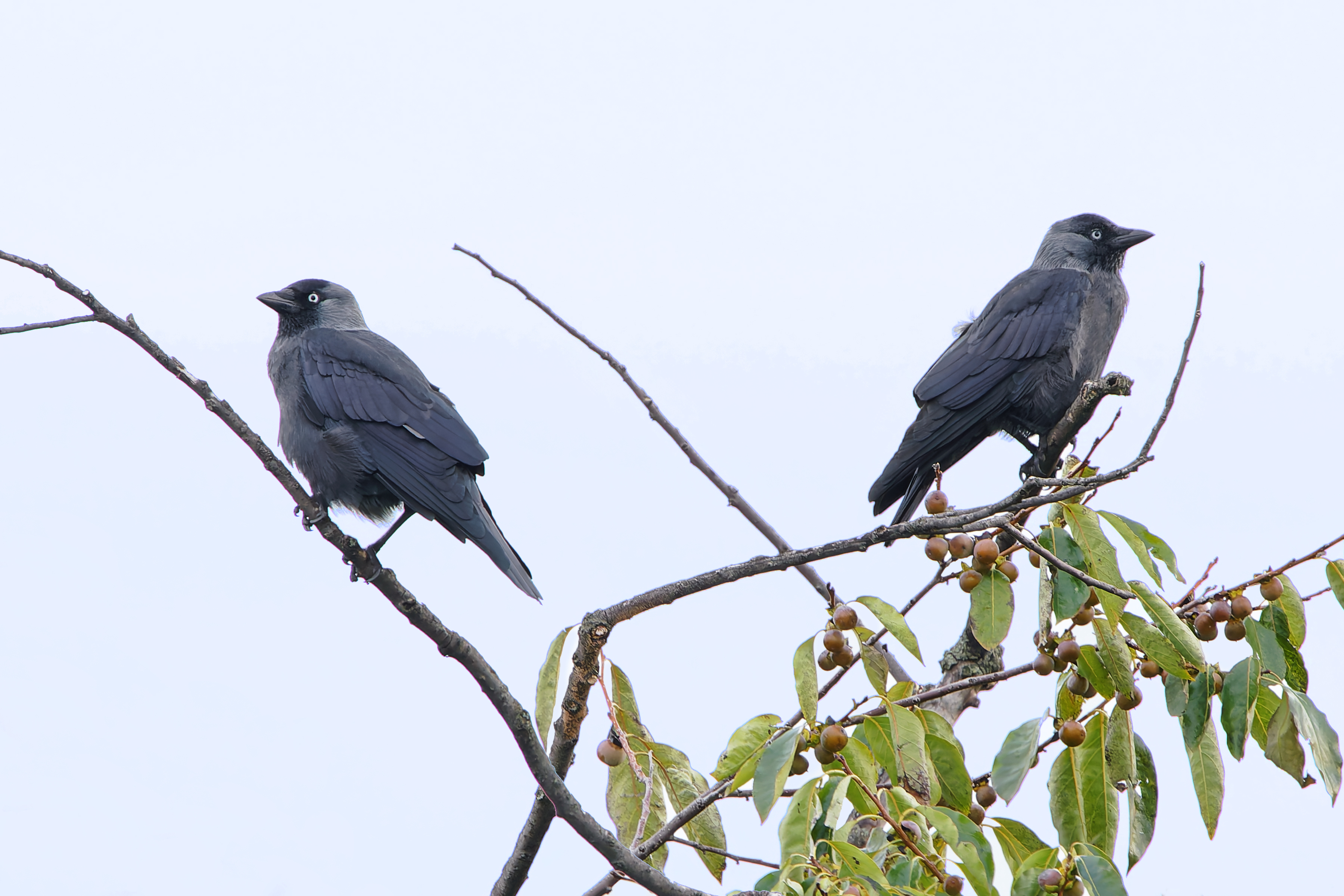 Jackdaw