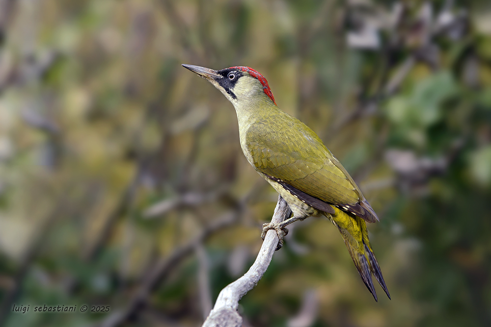 Woodpecker, green