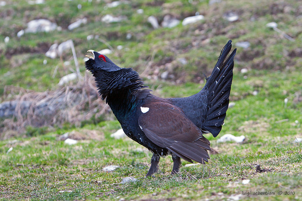 Capercaillie