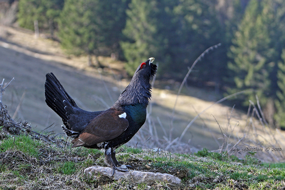 Capercaillie