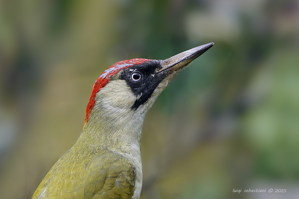 Woodpecker, green