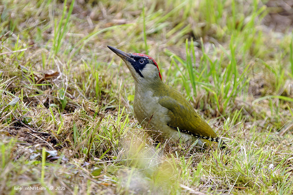 Woodpecker, green