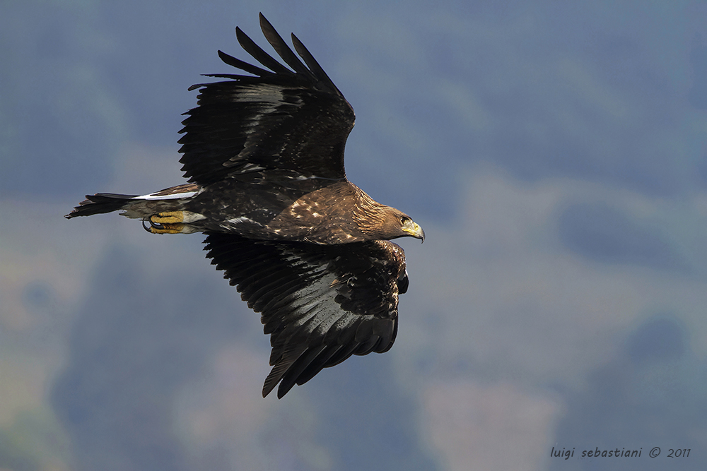 Steinadler