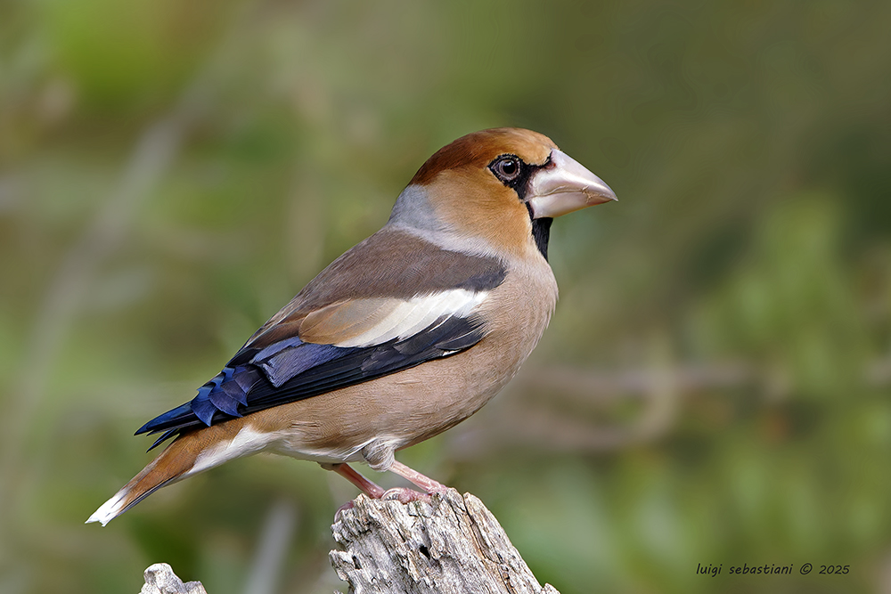 Hawfinch