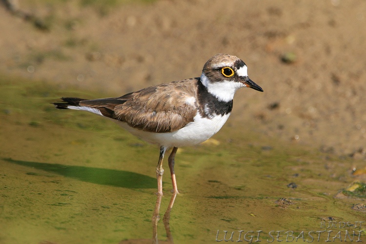 Plover, little ringed
