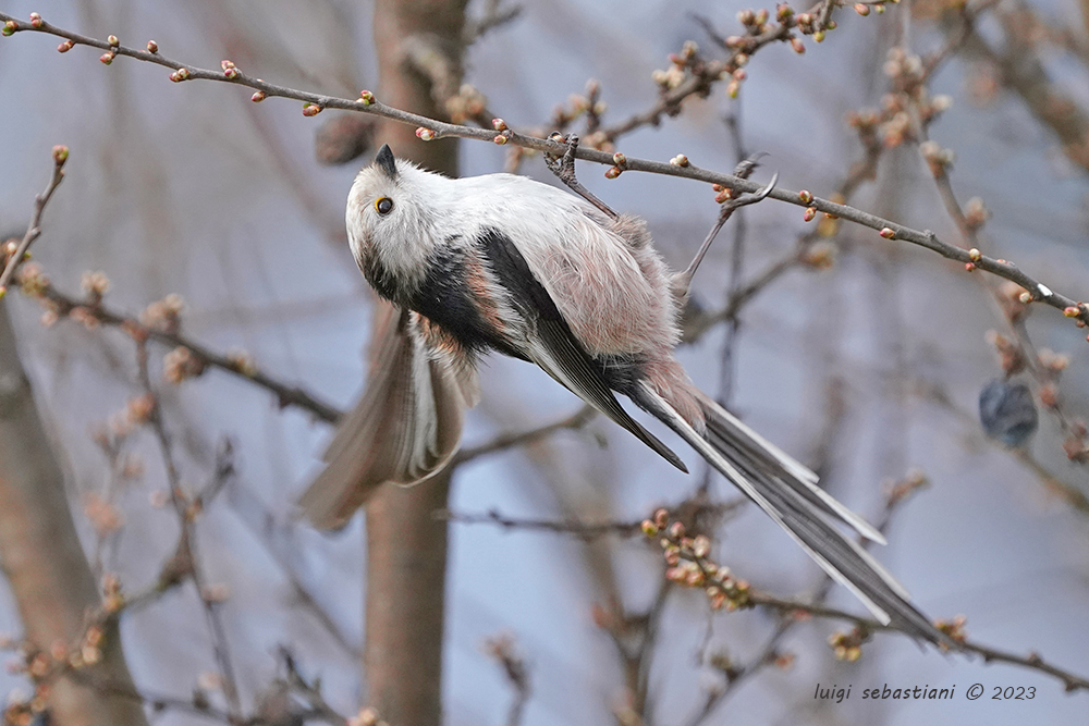 Tit, long-tailed