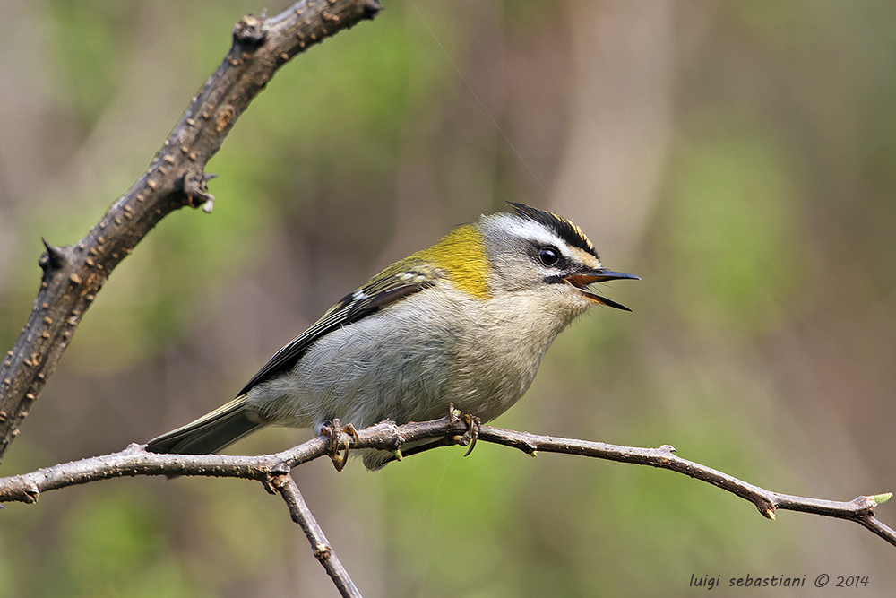 Sommergoldhähnchen