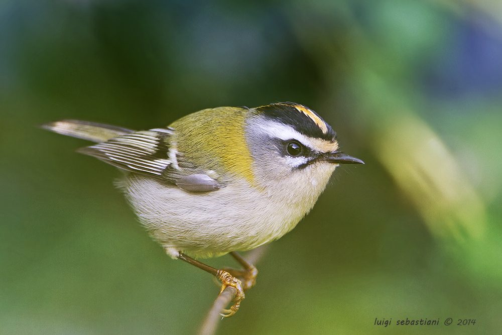 Sommergoldhähnchen