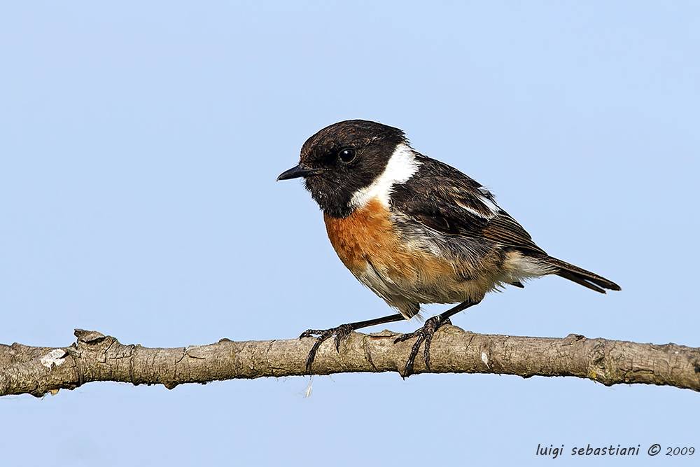 Stonechat (common)