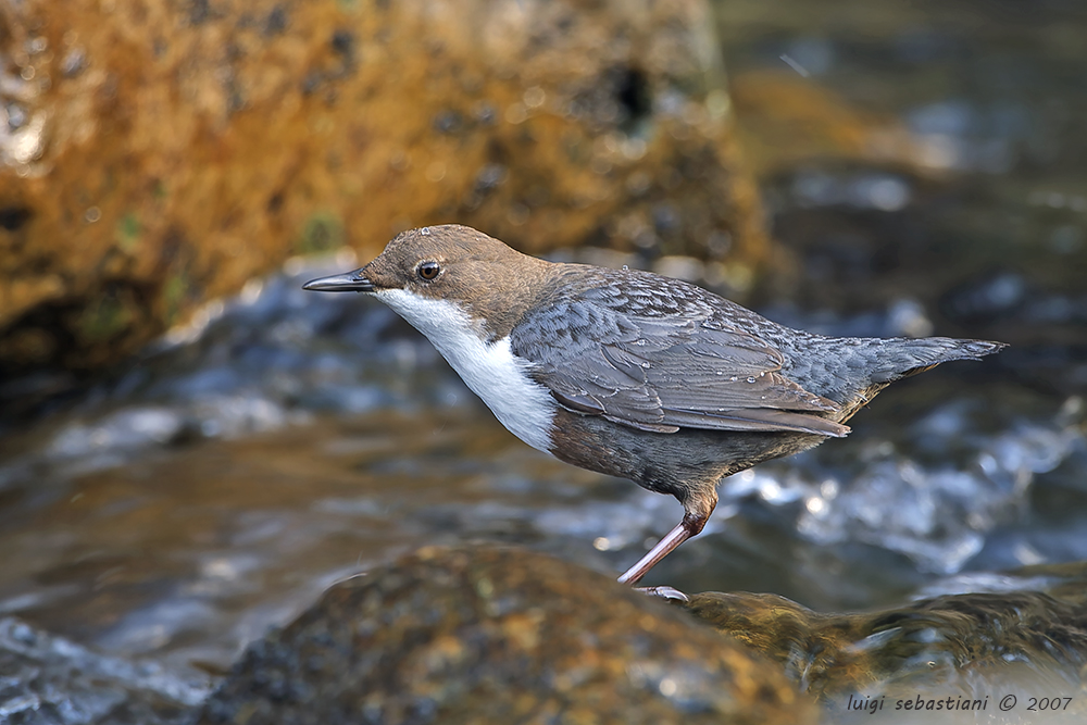 Dipper, white-throated