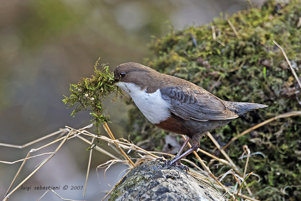 Dipper, white-throated