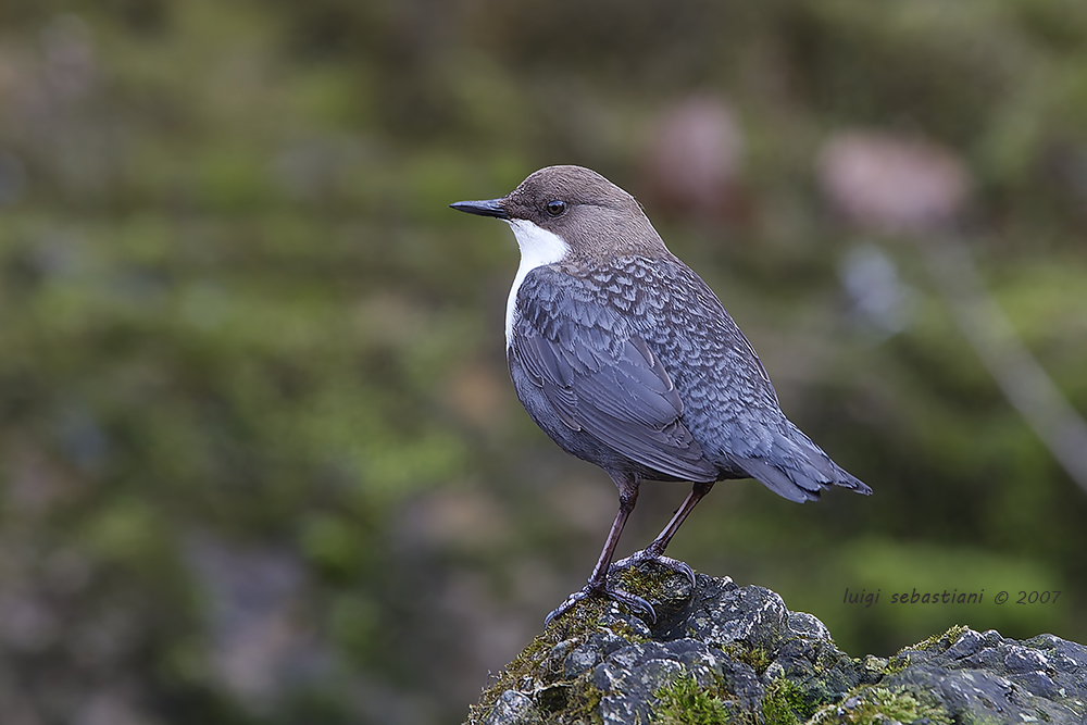Dipper, white-throated