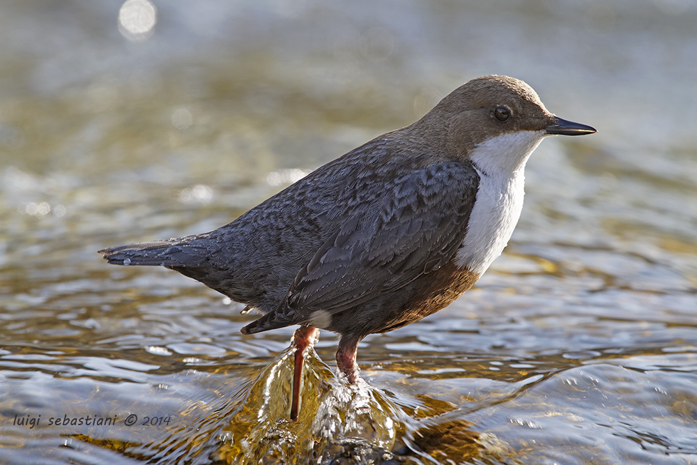 Dipper, white-throated