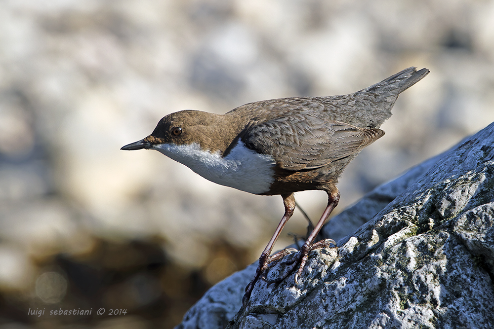 Dipper, white-throated