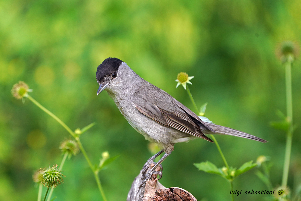 Blackcap