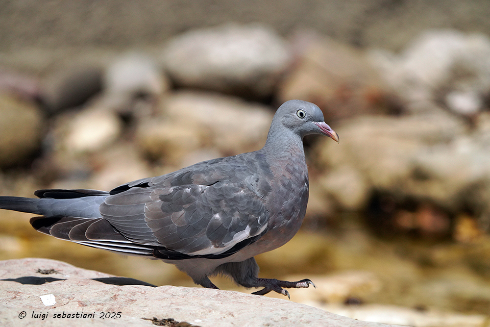Pigeon, (common) wood