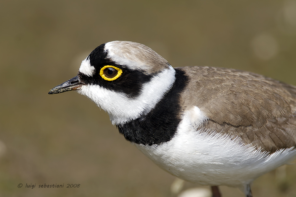 Plover, little ringed