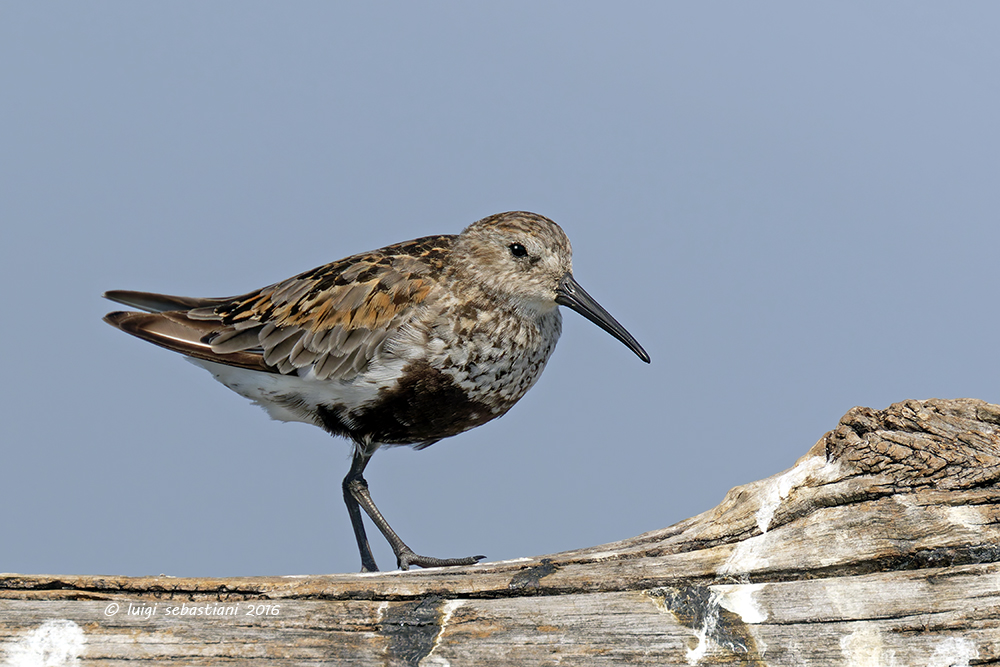 Bécasseau variable 