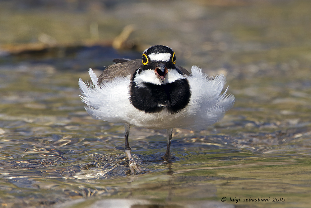 Plover, little ringed