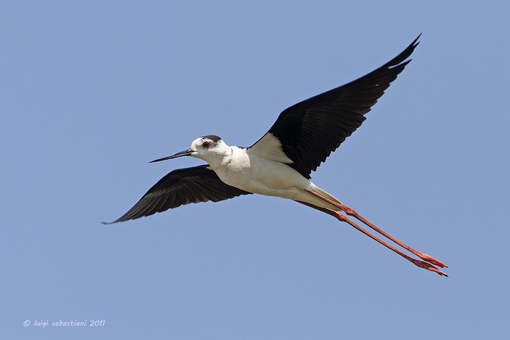 échasse blanche