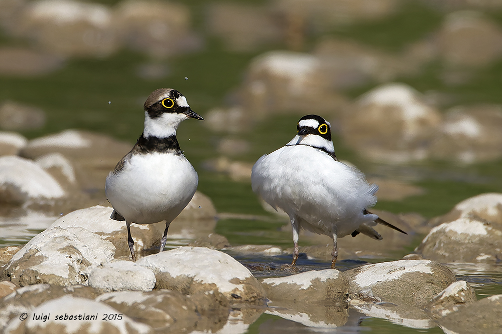 Plover, little ringed
