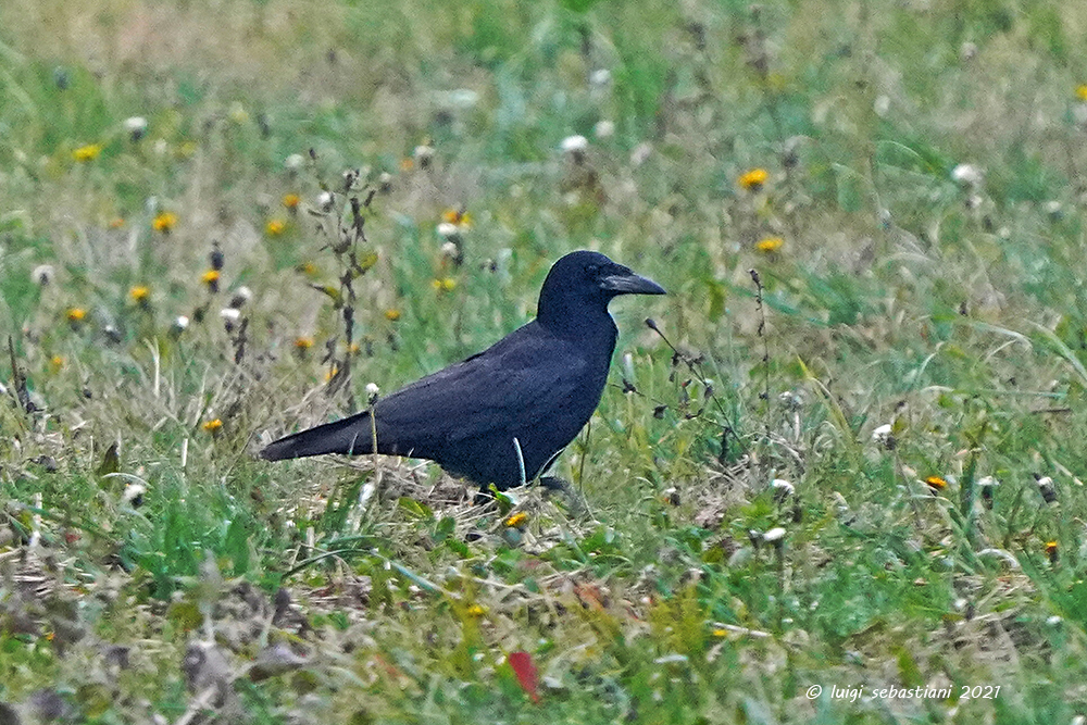 Rook