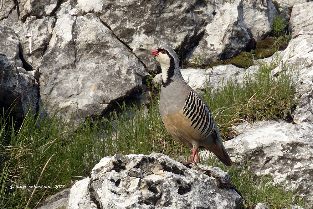 Coturnice