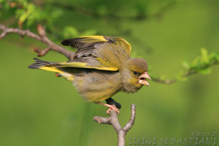 Greenfinch