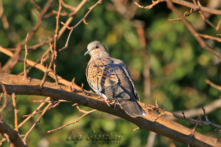 Dove, turtle