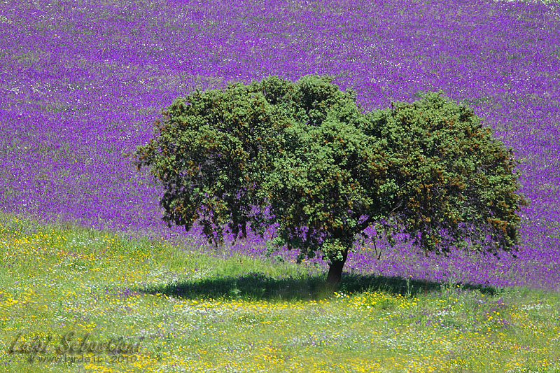 Quercia