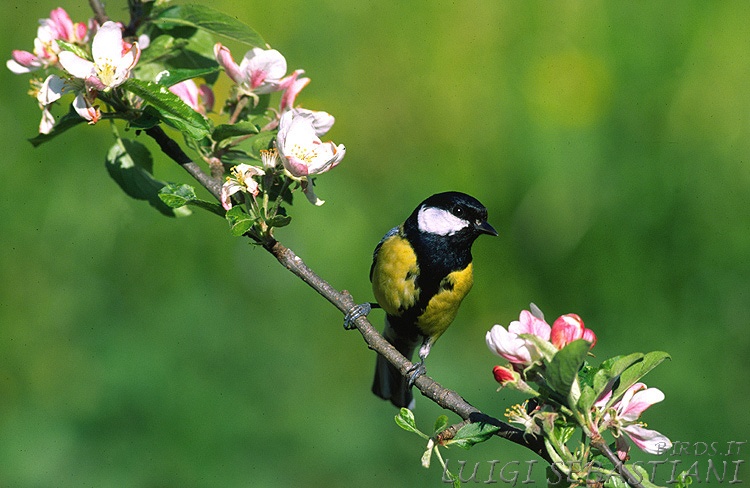 Mésange charbonnière