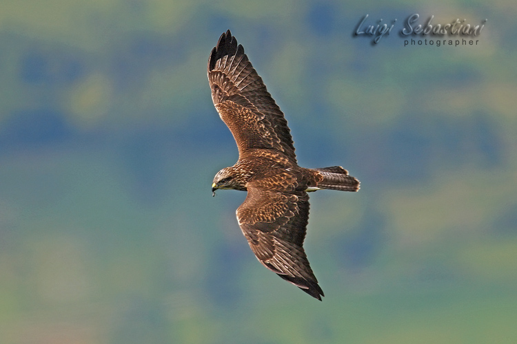 Mäusebussard
