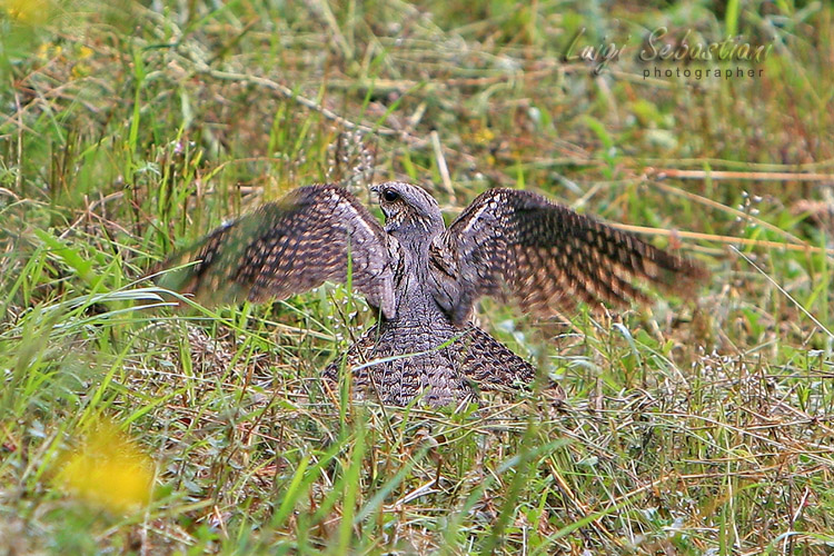 Nightjar