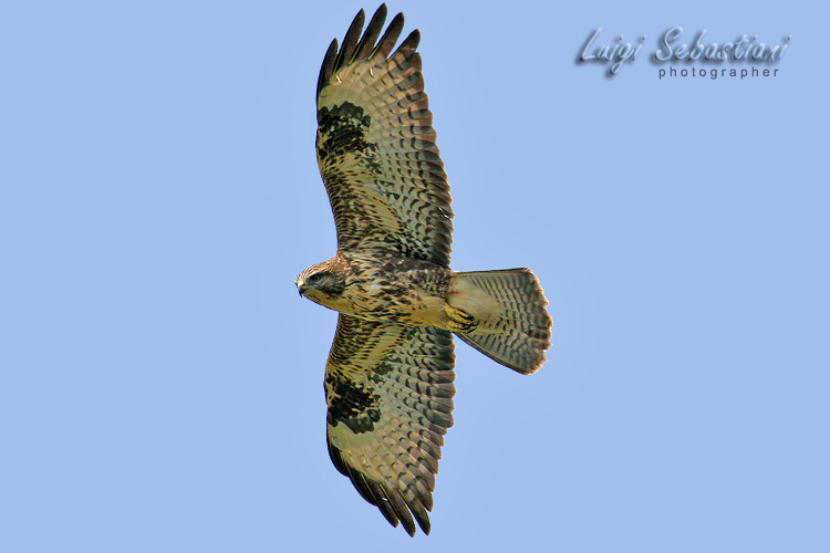 Mäusebussard
