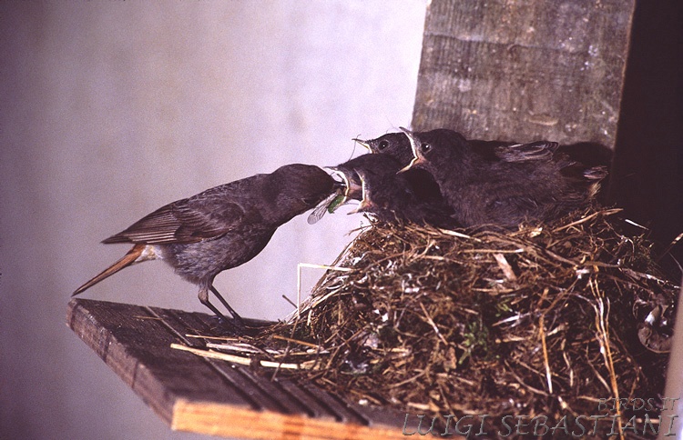 Hausrotschwanz
