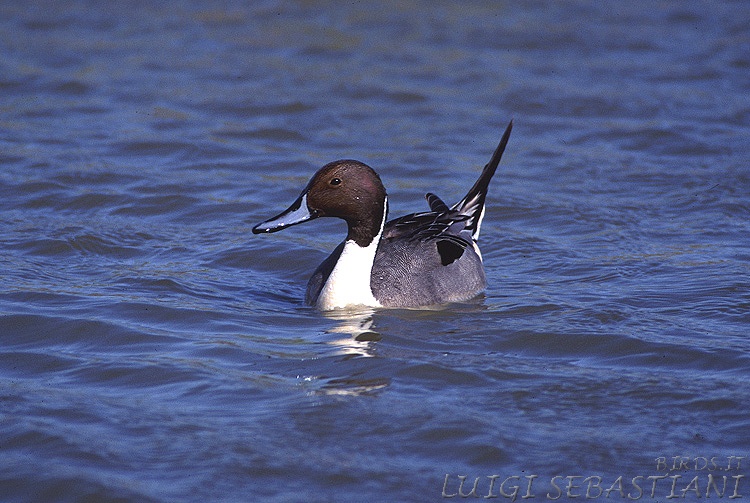 Canard pilet